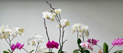 Les orchidées 